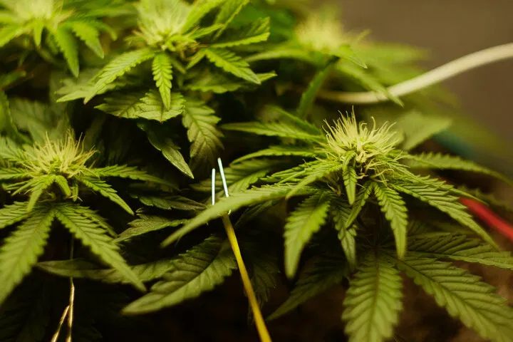 benefits of low stress training autoflowers