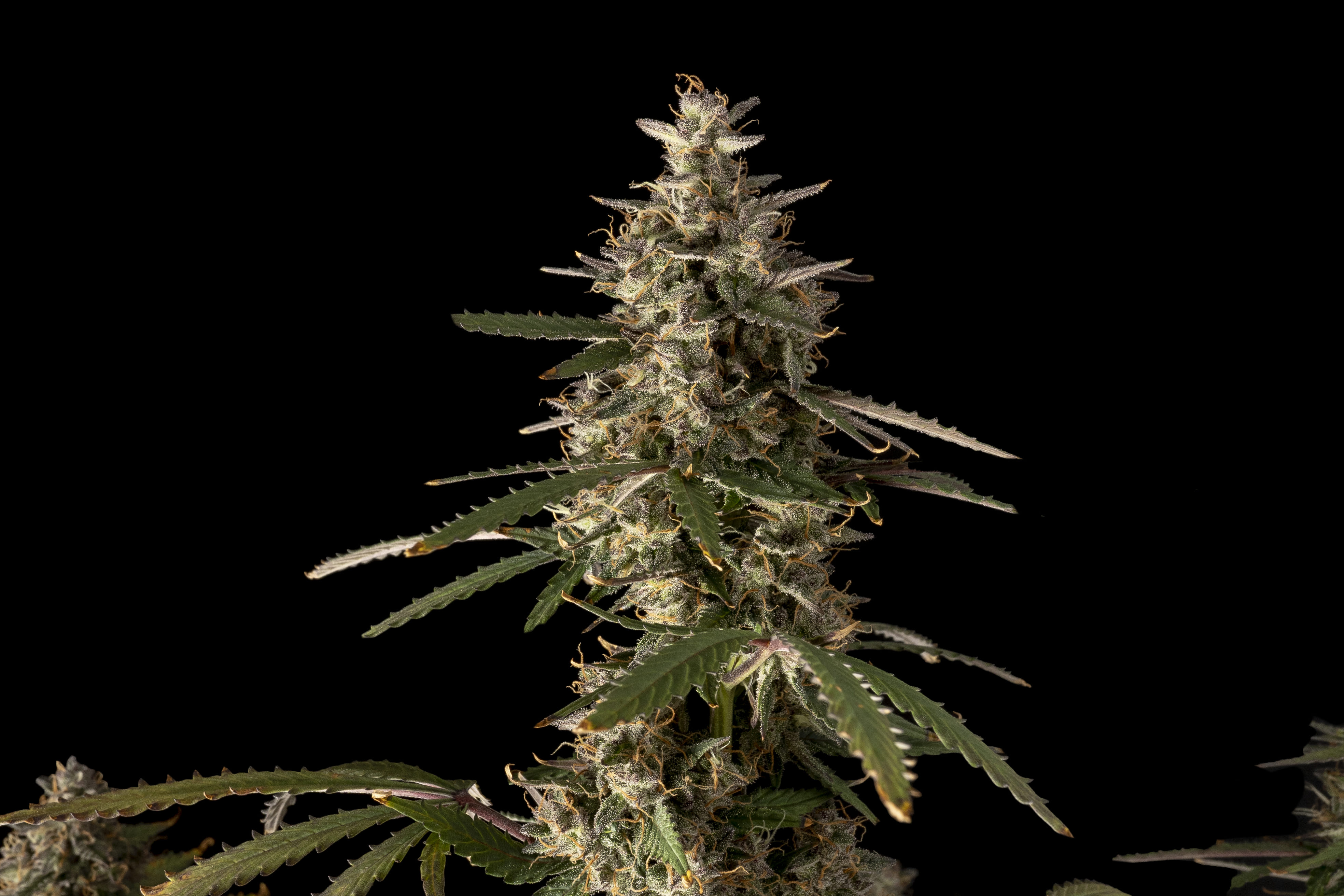 Top 5 Indica Cannabis Strains LLOG Auto