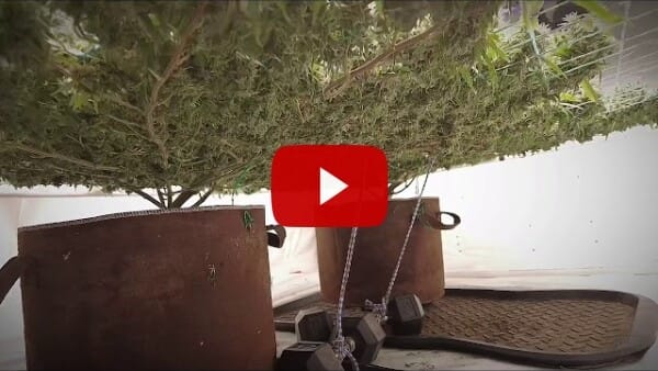 Making memories!! Two plant scrog