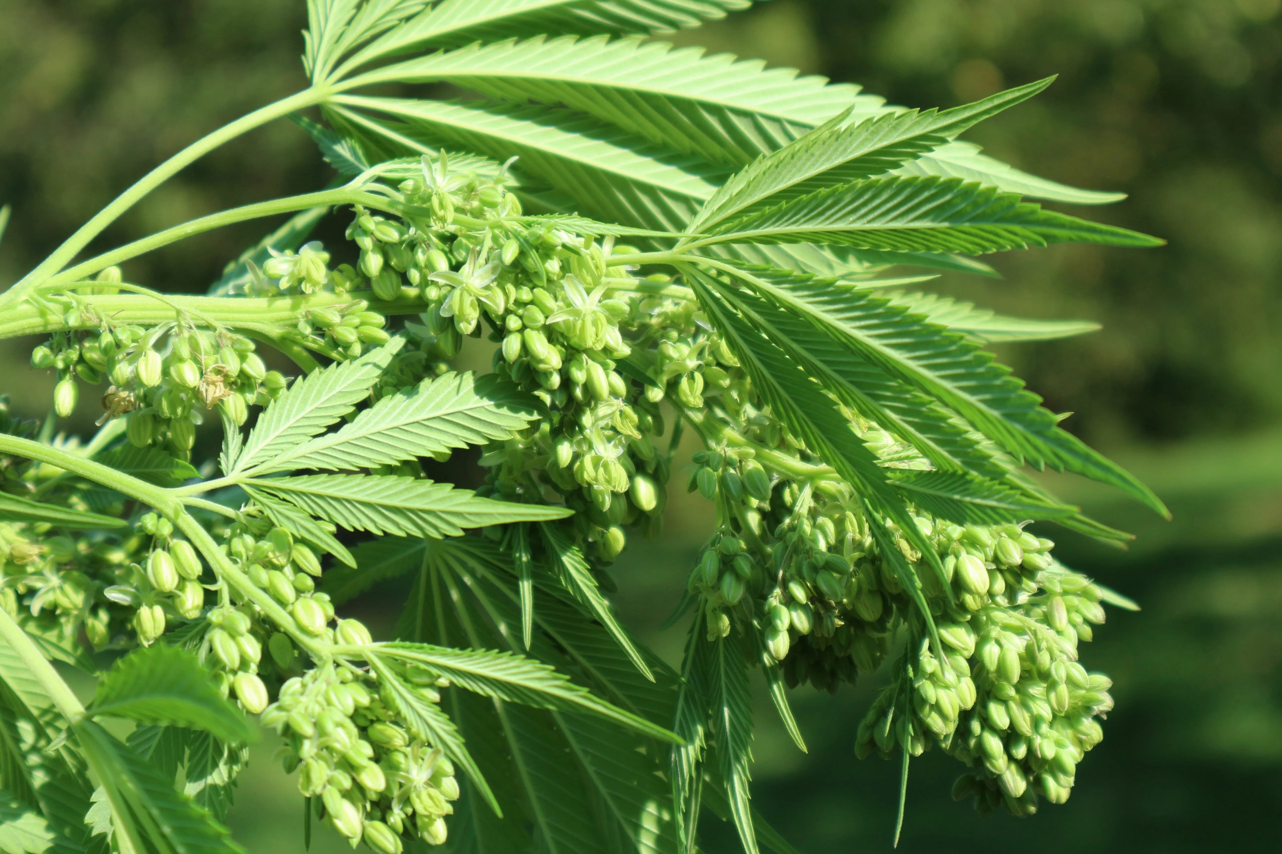 male cannabis plant