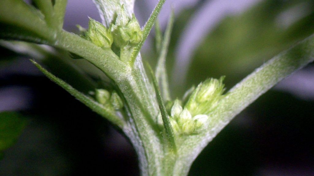 Pollen sacs on male cannabis plant