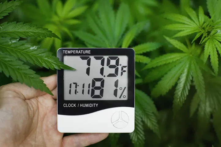 Comment créer les conditions de culture idéales pour obtenir de grosses têtes de cannabis
