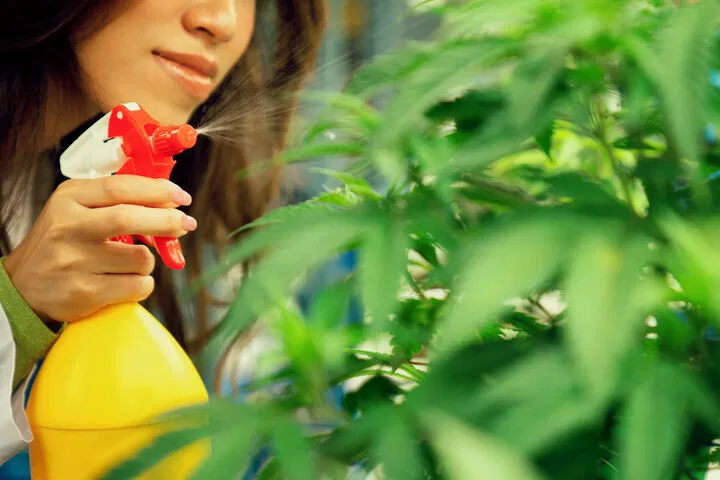 misting can keep plants cool