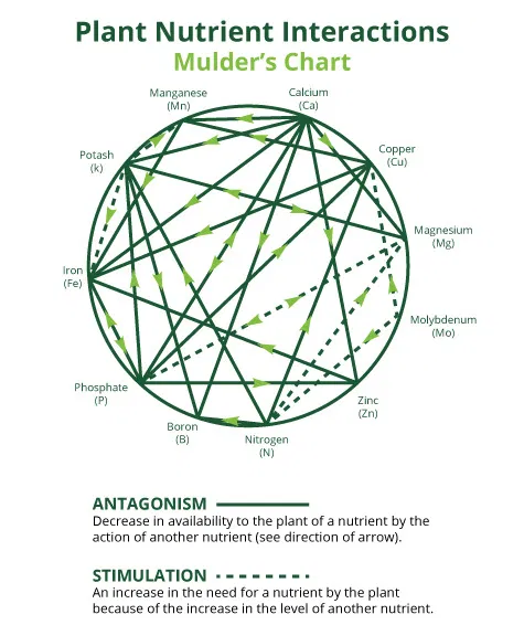 mulder's chart