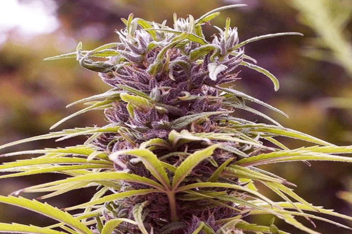 Nirvana Seeds Durban Poison best weed