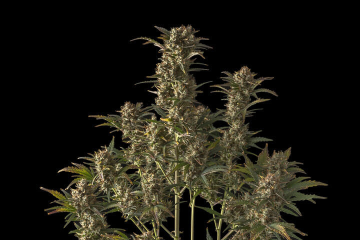 Seedsman Northern Lights Auto