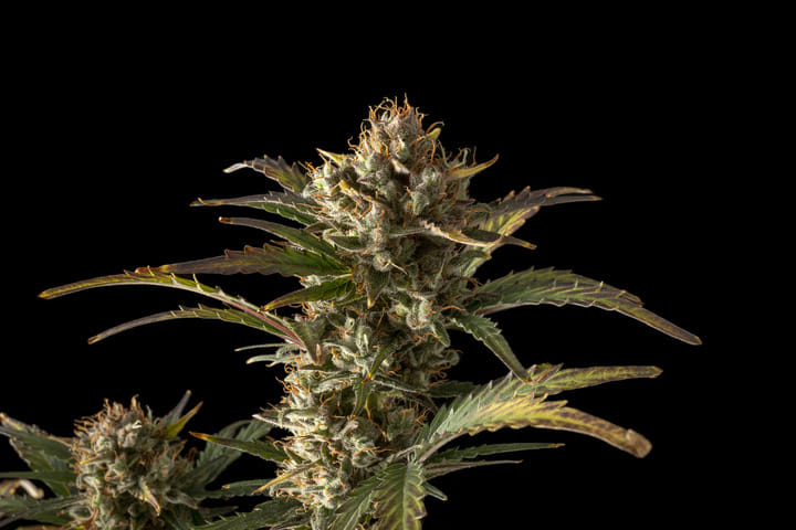 Seedsman Northern Lights Auto best weed