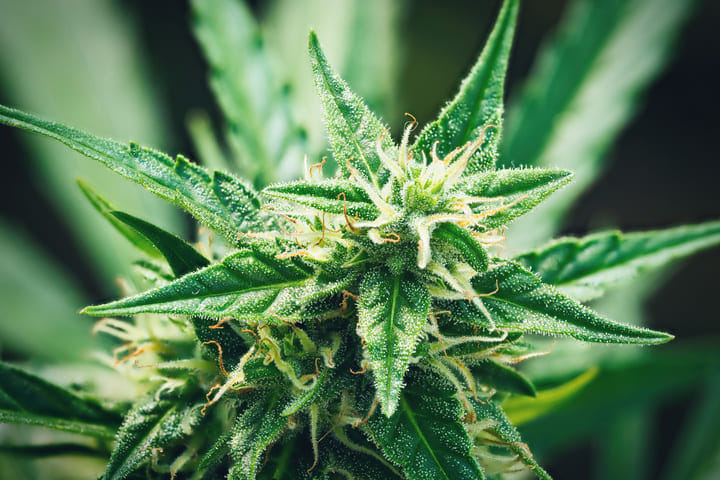 Northern Lights Indica