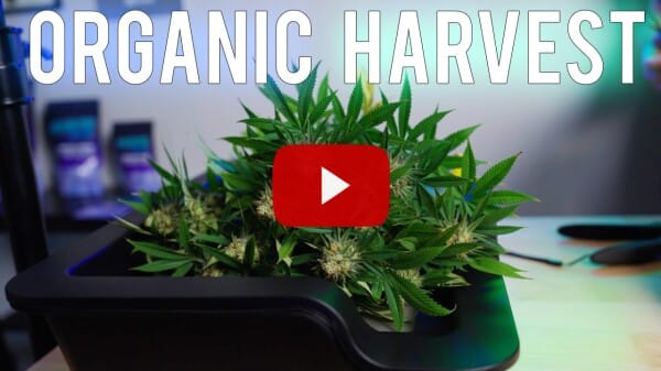 Organic Cannabis Harvest A Step by Step Tutorial