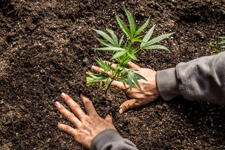 Embrace organic cannabis growing