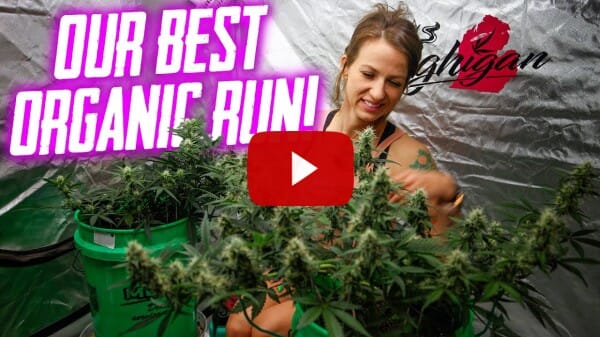 Our Best Organic Autoflower Run Yet! Fastbuds & Night Owl!