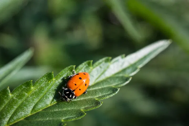 harness natural predators to protect outdoor cannabis