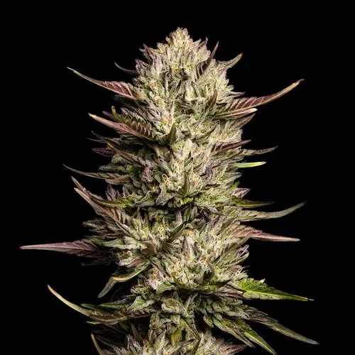 F1 Hybrid Purple Oreoz F1