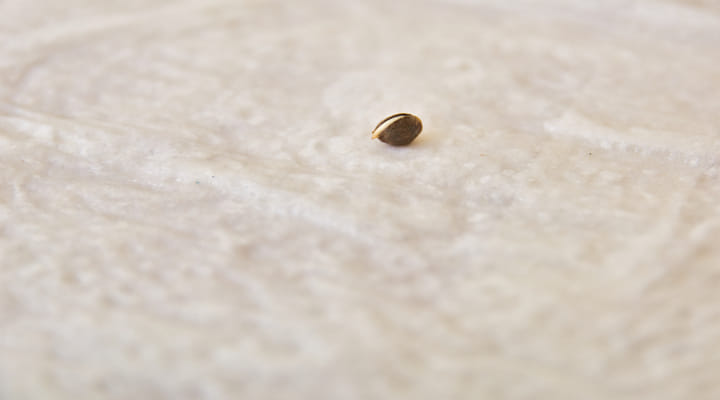 cannabis seed germination with paper towel
