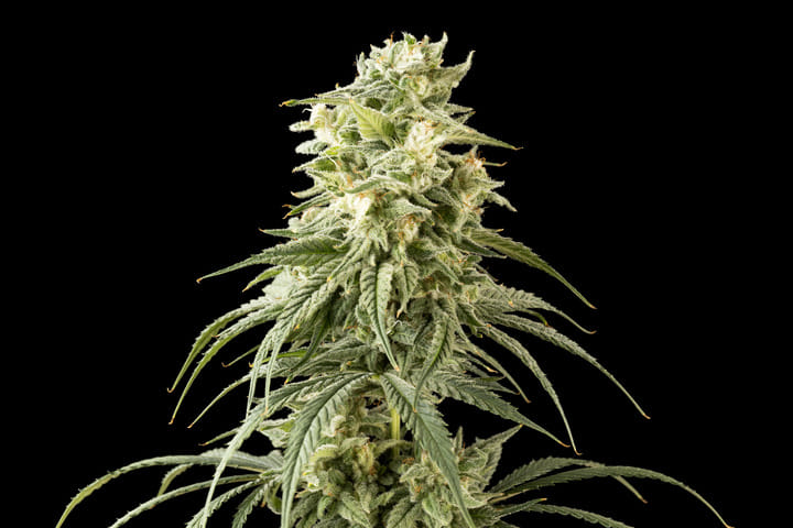 Seedsman Peyote Wi-Fi CBD 2:1