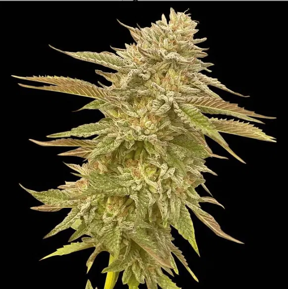 Seedsman Pineapple OG
