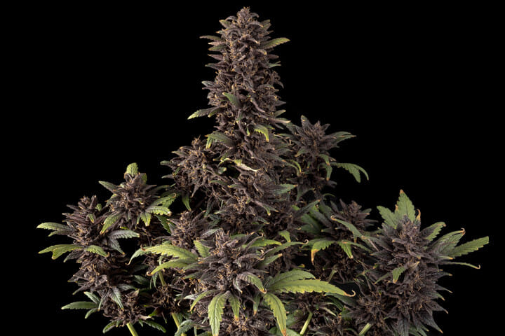 Seedsman Pink Kush CBD 30:1 Auto