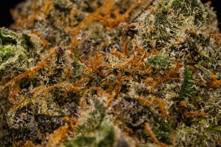 Closeup of pistils on a weed bud