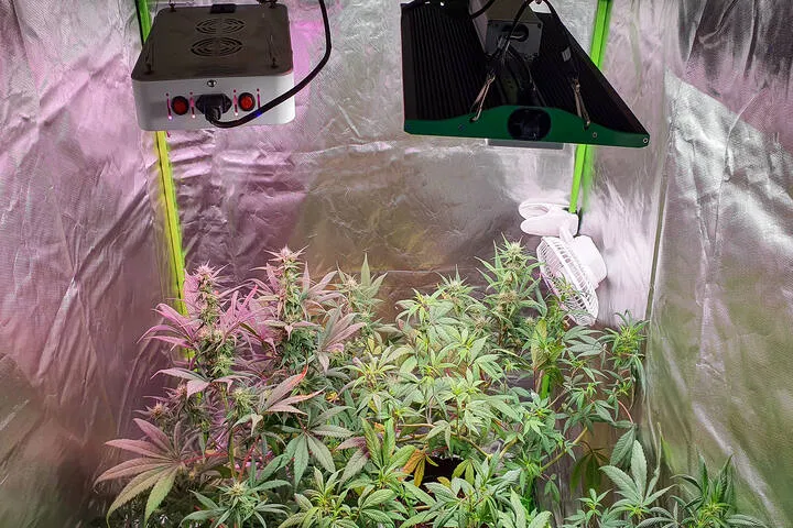 Mr Grow It's advice for tent growing
