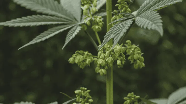 sacs polliniques sur une plante mâle