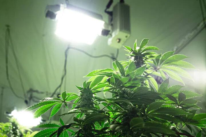 set lights properly to avoid cannabis light burn
