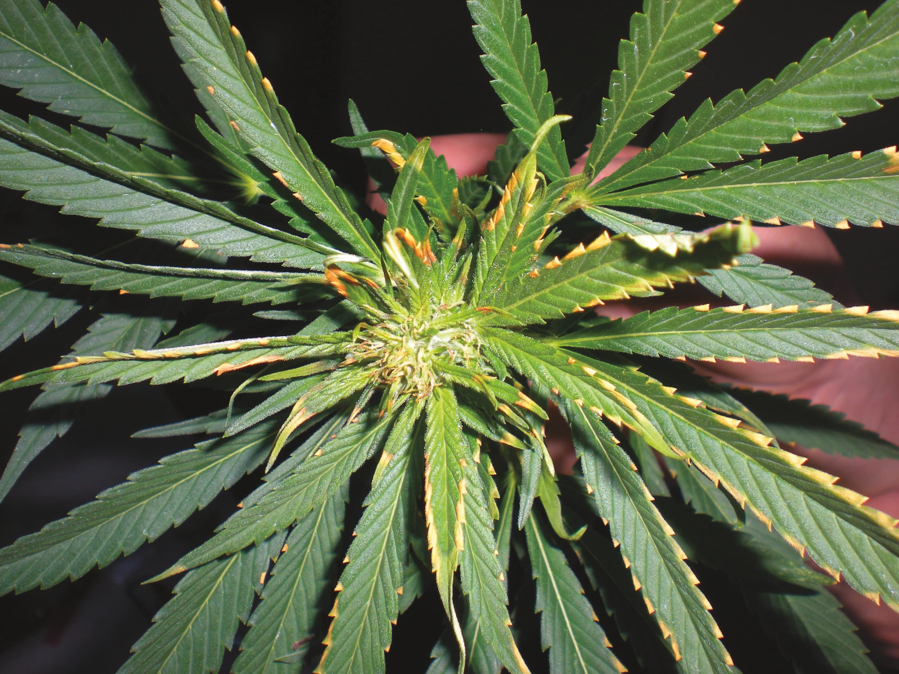 what a potassium deficiency look like