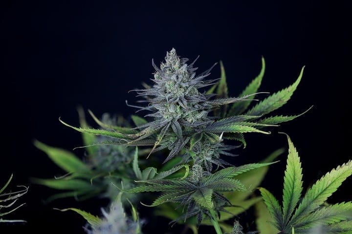 Seedsman Purple Ghost Candy