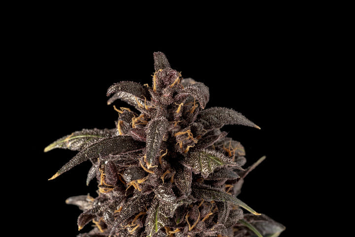 Seedsman Purple Kush CBD 1:1 Auto