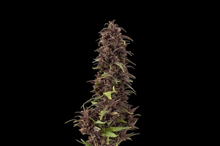 Seedsman Purple Kush CBD Auto