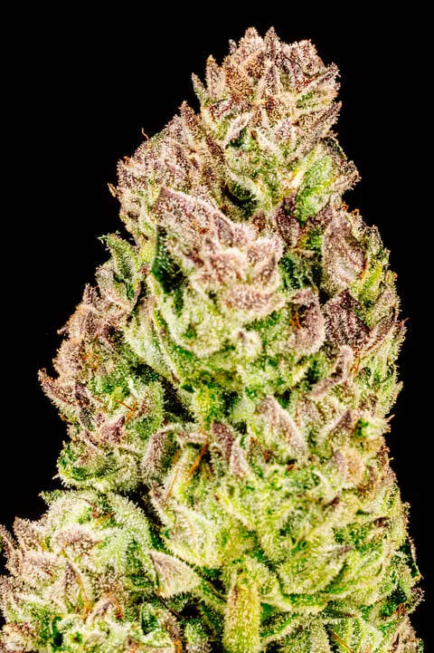 Purple Punch F1 Fast