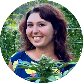 Queen of the Sun Grown 