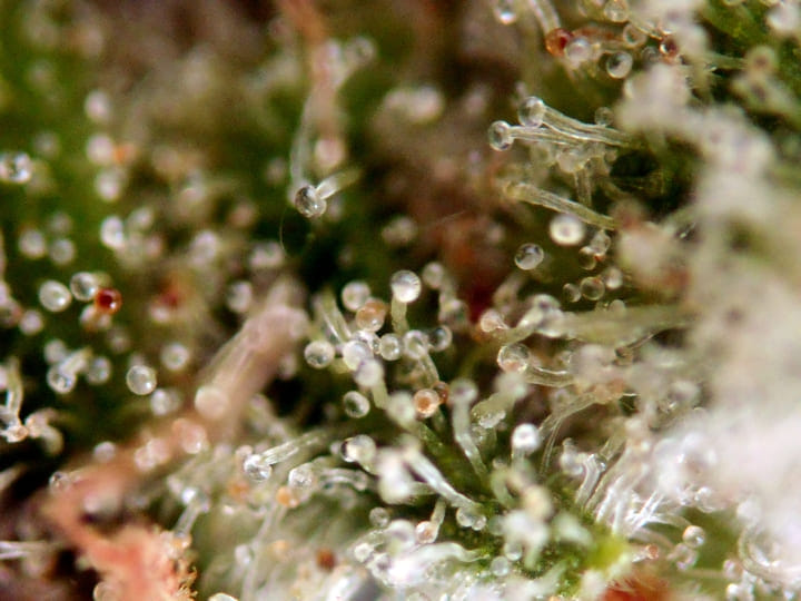Harvest when trichomes indicate ripeness