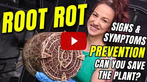 Root Rot! Signs, Prevention and Treatment.