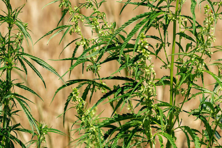 cannabis ruderalis