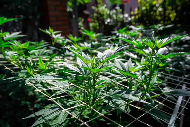can you recycle SCROG netting?