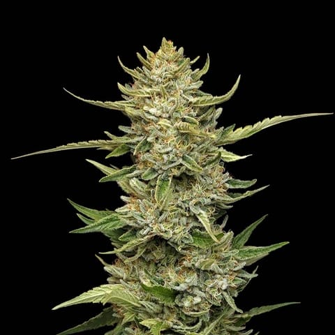 Sour Diesel Auto has great heat resistance