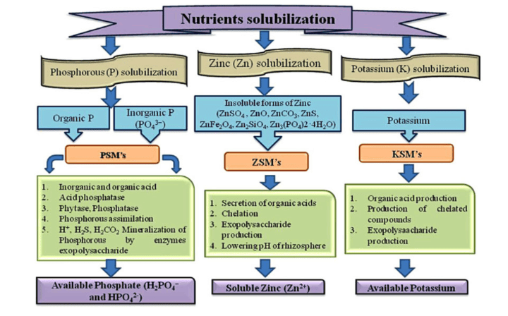 how nutrient solubilisation occurs