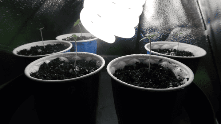 first true cannabis leaves appear