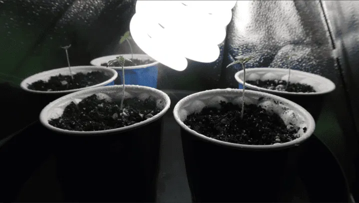 first true cannabis leaves appear