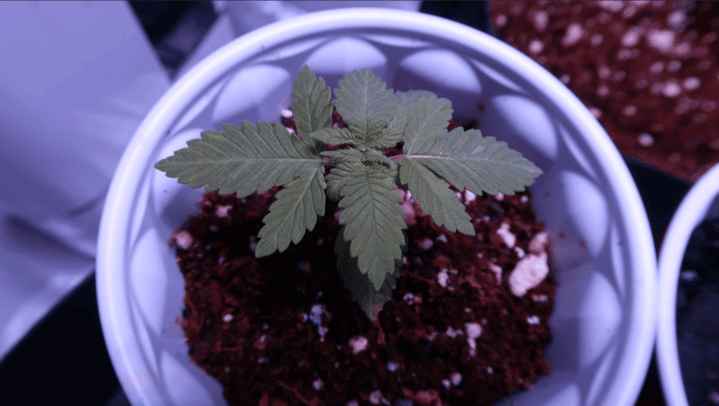 promoting root and leaf growth in young cannabis plants