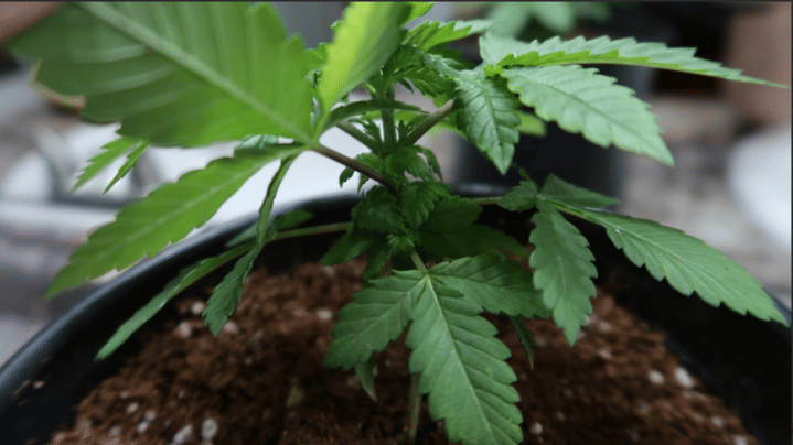 young plant enters vegetative growth