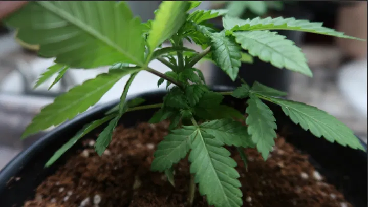 young plant enters vegetative growth