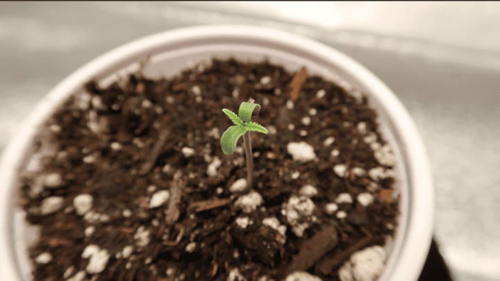 how to care for young cannabis plants