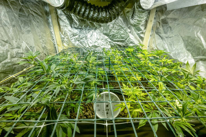 screen of green is a method of plant training