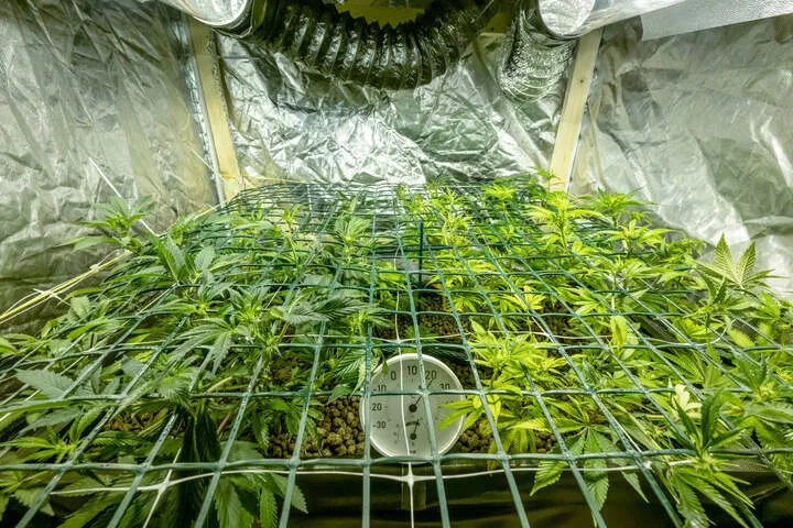 screen of green is a method of plant training