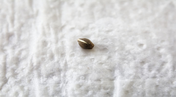 germinating seed on paper towel