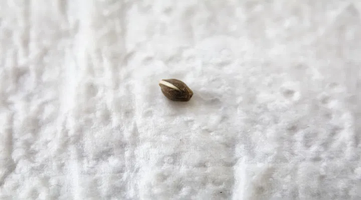 germinating seed on paper towel