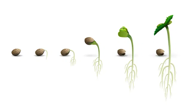 germinating cannabis seeds in stages