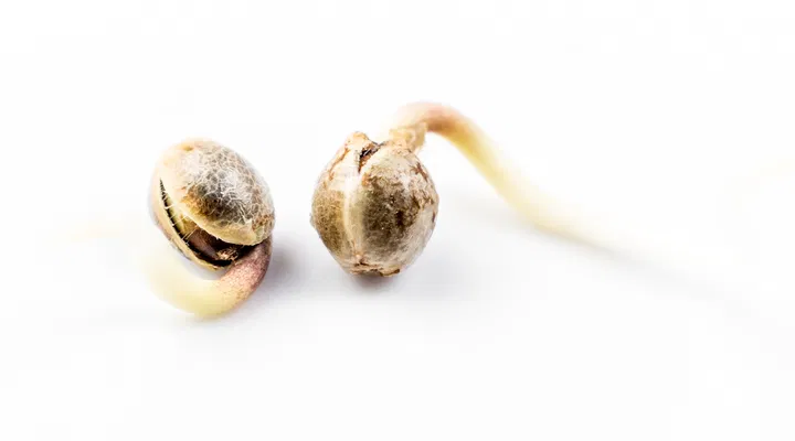 germinated/germinating seeds with taproot