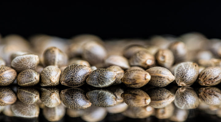 cannabis seeds